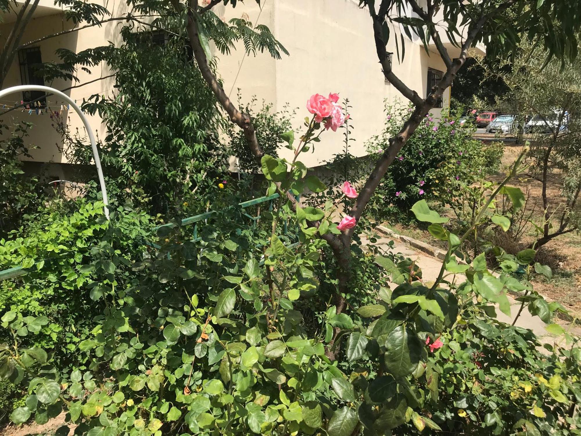 Apartament Langa Plaja Diana マンガリア エクステリア 写真